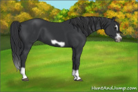 Horse Color:Black Splash Frame
