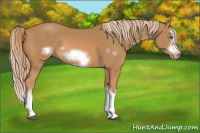 Horse Color:Chestnut Splash Frame 