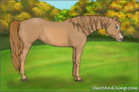 Horse Color:Chestnut Splash Frame
