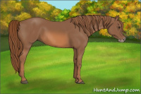 Horse Color:Chestnut Splash Frame 