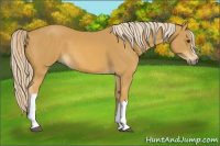 Horse Color:Palomino 