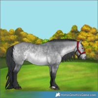 Horse Color:Bay Chinchilla 