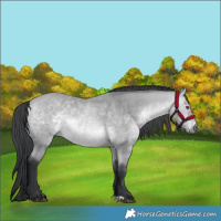 Horse Color:Bay Chinchilla 