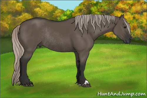 Horse Color:Gray Silver Grullo Rabicano 