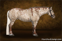 Horse Color:Gray Silver Grullo Pearl Appaloosa Rabicano Brindle 