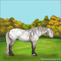Horse Color:Gray Silver Grullo Appaloosa 