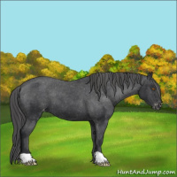Horse Color:Black Appaloosa 