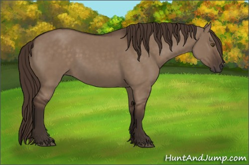 Horse Color:Liver Red Dun Rabicano 