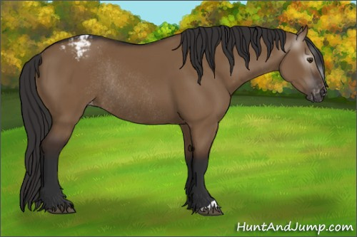 Horse Color:Gray Liver Red Dun Appaloosa Rabicano 