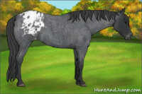 Horse Color:Blue Roan Blanket 