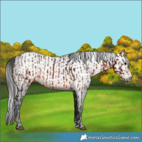Horse Color:Brown Rabicano  and Gray Brown Rabicano 