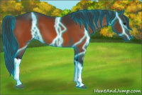 Horse Color:Thunderstruck Bay 