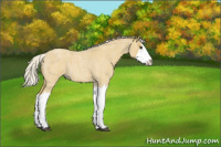 Horse Color:Silver Buckskin Roan Splash