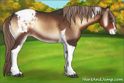 Horse Color:Liver Red Onyx Sabino Tobiano Appaloosa Rabicano 