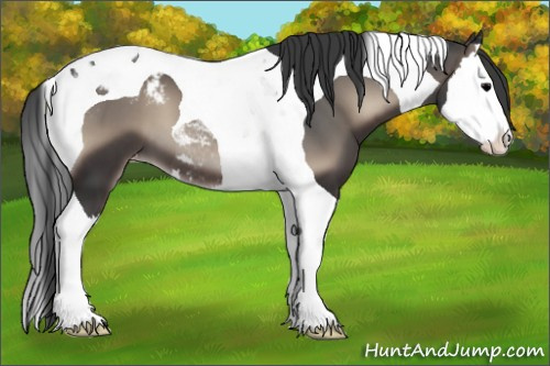 Horse Color:Blue Onyx Sabino Splash Tobiano Appaloosa 