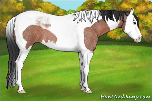 Horse Color:Brown Roan Splash Tobiano 