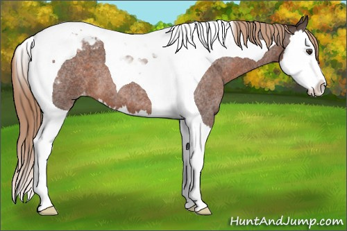 Horse Color:Liver Red Roan Splash Tobiano Appaloosa 