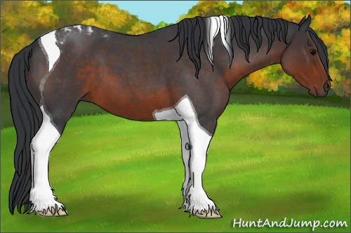 Horse Color:Brown Roan Tobiano 