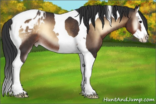 Horse Color:Brown Onyx Sabino Splash Tobiano Appaloosa Rabicano 