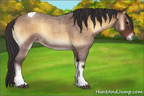 Horse Color:Buckskin Roan Onyx Tobiano 