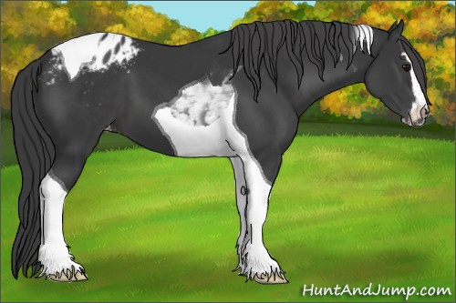 Horse Color:Black Sabino Tobiano Appaloosa 