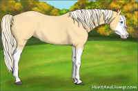 Horse Color:Palomino Roan Splash 