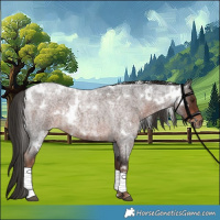 Horse Color:White Spotted Liver Red Roan 