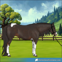 Horse Color:White Spotted Liver Chestnut Tobiano 