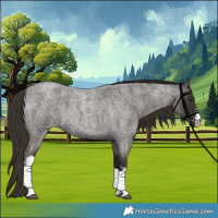 Horse Color:White Spotted Liver Red Roan 