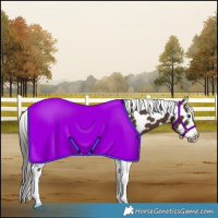 Horse Color:Liver Chestnut Tobiano Appaloosa 