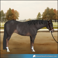 Horse Color:Liver Chestnut Rabicano