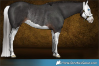 Horse Color:Liver Chestnut Splash Rabicano 