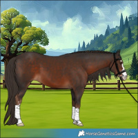 Horse Color:Liver Chestnut 