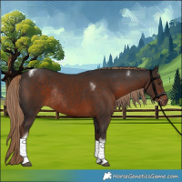 Horse Color:Liver Chestnut Tobiano Rabicano