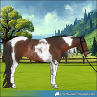 Horse Color:Liver Chestnut Tobiano Rabicano