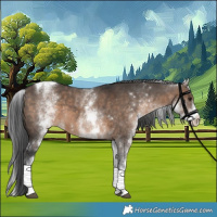 Horse Color:White Spotted Brown Dun Tobiano 