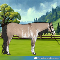 Horse Color:White Spotted Liver Red Dun 