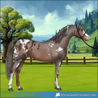 Horse Color:White Spotted Liver Chestnut Sabino Blanket 