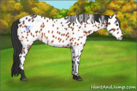 Horse Color:Bay Appaloosa 