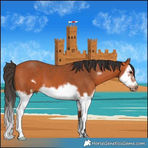 Horse Color:Bay Splash Frame 
