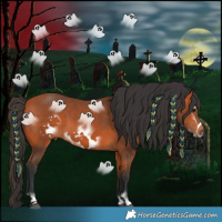 Horse Color:Bay Frame 