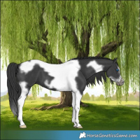 Horse Color:Black Splash Tobiano Frame 