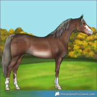 Horse Color:Liver Chestnut Mushroom 