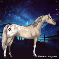 Horse Color:Silver Brown Dun Appaloosa 