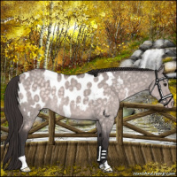 Horse Color:Platinum Buckskin Dun Appaloosa 