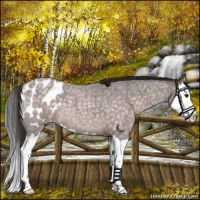 Horse Color:Platinum Buckskin Roan Splash Appaloosa 