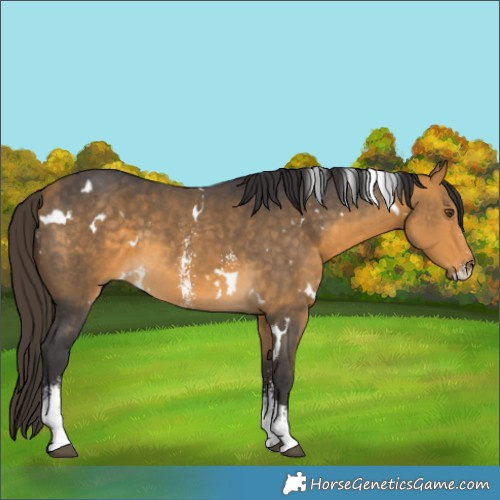 Horse Color:White Spotted Buckskin Sabino 