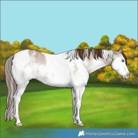Horse Color:Liver Red Dun Sabino Splash Tobiano 