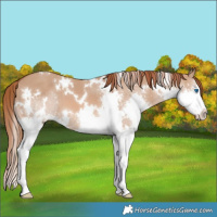 Horse Color:White Spotted Red Dun Splash 