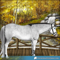 Horse Color:Platinum Buckskin Roan Dun Splash 